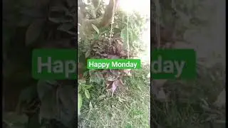 #livinggreen#fyp#happyhappy