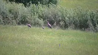 Trana (Grus grus) Common crane  ( Minolta MD 100-500mm )
