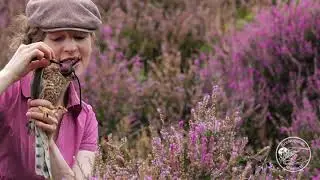 🍃🦅🌸 Sperber - Freilassung nach Anflugtrauma 🌸🦅🍃