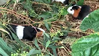 Guinea pigs running wild with the chickens