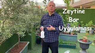 Zeytinde Bor Uygulaması