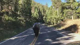 Gay Bison Field Sobriety Test