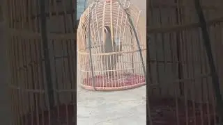 SUBSCRIBE MY CHANNEL#birds #birdsong #birdslover #birdsound #birdcall #pigeon #thebirdsonggroup