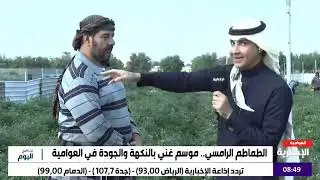 #الطماطم الرامسي أغلى أنواع الطماطم في العالم #العوامية #القطيف #السعودية
