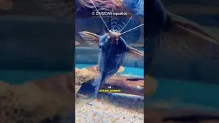 This Fish Swims UPSIDE DOWN!