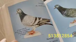 Coś o parowaniu gołębi, gniazd&oacute;wka, wdowieństwo -suche, mokre, klasyk czy total?