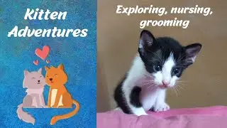 Kitten Adventures - Exploring, grooming & nursing