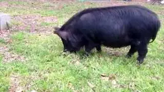 American Guinea Hogs (AGH) are amazing grazing machines!