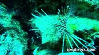 Skrzydlica na Cyprze / lionfish in Cyprus IPA DIVERS Cyrpus diving center