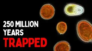 250-Million-Year-Old Life Sealed in Salt | Science Explained
