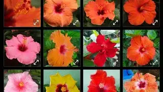 Hibiscus Pruning!#जव कुसुम #Winter Dormancy! Tips And Care! #gardening  #Thakuri's Nursery