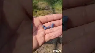 Things to forage in Manitoba