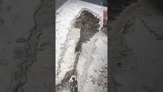 preparing fish fossil