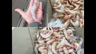 How to Boil Shrimp Louisiana Style