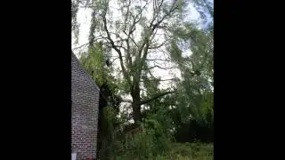 uitlichten van een treurwilg