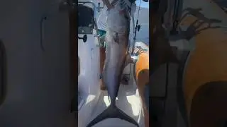 BIG Amberjack! 🎣 (Fishing in Tenerife)
