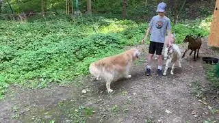 Dog meeting goats