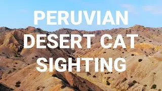 Peruvian desert cat (Leopardus garleppi) sighting, a very rare wild cat species from Peru!