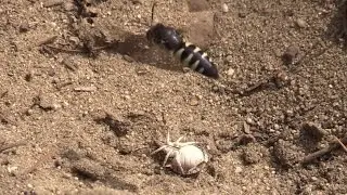 Wasps with Paralyzed Stink Bugs