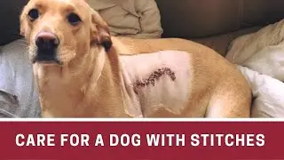 How to Care for a Dog With Stitches || Dog stitches removal || Dog stitches at home