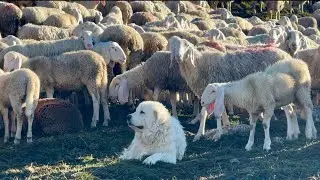 Pioggia tra le nuvole di lana