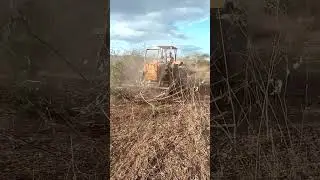 na limpeza de pasto