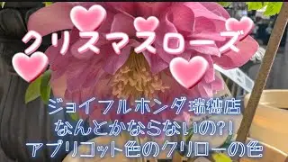 #47 クリスマスローズ　ジョイフル本田瑞穂店　アプリコット色のはずだったクリロー