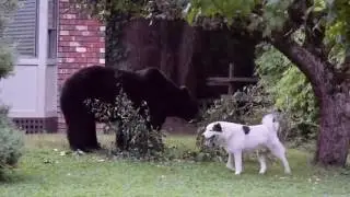 Dog Barks at Giant Bear