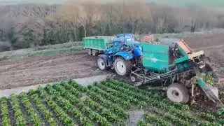 Pulling beet  2025
