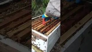 uma checada no ninho com bastante filhotes