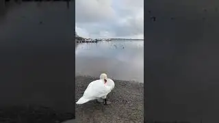 Beautiful Swan Cossan Lake Athlone soothing tune #shorts #short #trending ❤️
