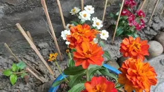 Dwarf Zinnia#My mini garden#Short#