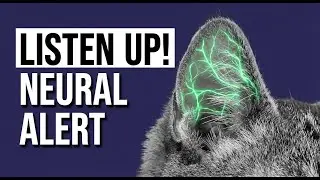 Decode Your Cat! Secrets to Feline Communication REVEALED!