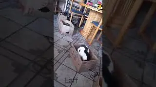 Cute animal | shorts | Laff