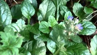 Prunella vulgaris