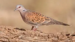 Turtle dove hunting in Swat Pakistan.Part 2