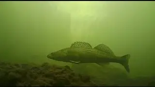 Freediving Hracholusky
