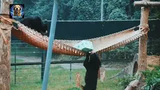 Two Pandas Fight Over a Box&hellip; and One Finally Wins 🐼📦😂