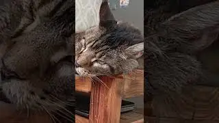 Мейн-Кун Отжал Стол🏡🐅#подпишись #cat #catvideos #catshorts #catvideo #cartoon #приколы #кот #shorts