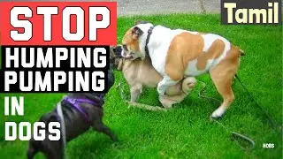 STOP HUMPING and PUMPING in MALE DOGS in ( TAMIL )