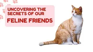 Uncovering the Secrets of Our Feline Friends: The History, Behavior, and Science of Cats