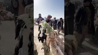 Ganj: Herat&rsquo;s Bustling Livestock Market, Where Tradition Meets Trade&nbsp;#shorts