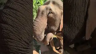 ElephantNature Park and Elephant Rescue Park Chiang Mai