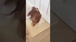 amazon favorites for dogs 2022