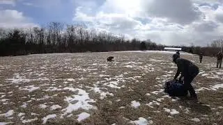 Northern Goshawk Release