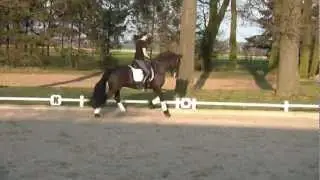 Friesen-Wallach , *04/164 cm