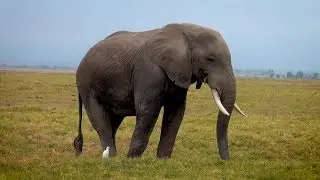 World elephant day