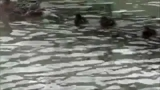 Ducklings Day out