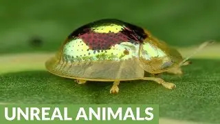 Beautiful ruby gold target tortoise beetle from Ecuador