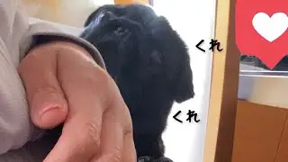 黒パグのおねだり術!!Black pug begging technique !